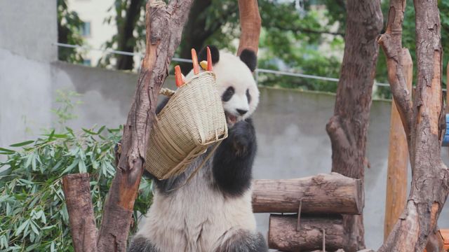 無綫新聞 TVB News