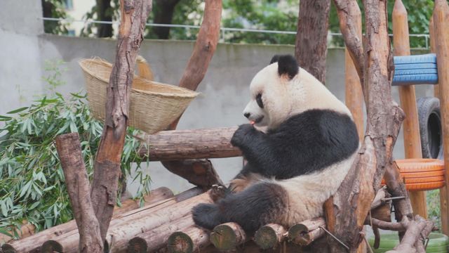 無綫新聞 TVB News