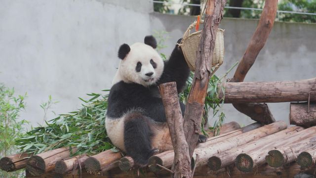 無綫新聞 TVB News