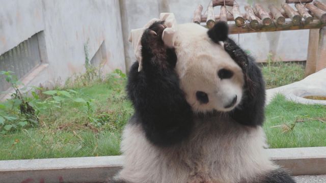 無綫新聞 TVB News