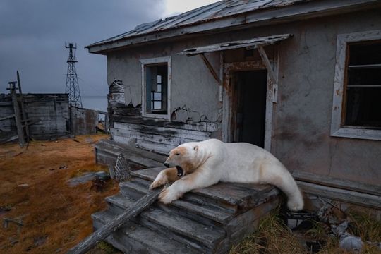 回望2025‧環球圖輯｜人類撤　熊進駐　俄荒島現北極熊蹤影