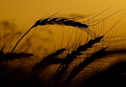 中國科學家破解水稻耐熱「雙重密碼」 成功培育高溫增產新品種 中國科學家破解水稻耐熱「雙重密碼」 成功培育高溫增產新品種