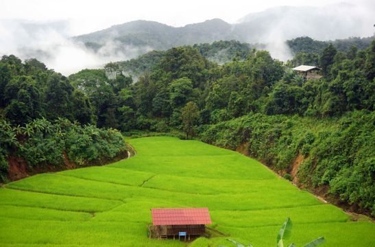 中國農機走進泰國農田　瀾湄合作推動農業現代化
