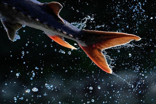 回望2025‧環球圖輯｜緬因州河流生態一瞥　鱘魚躍動顯自然奇觀