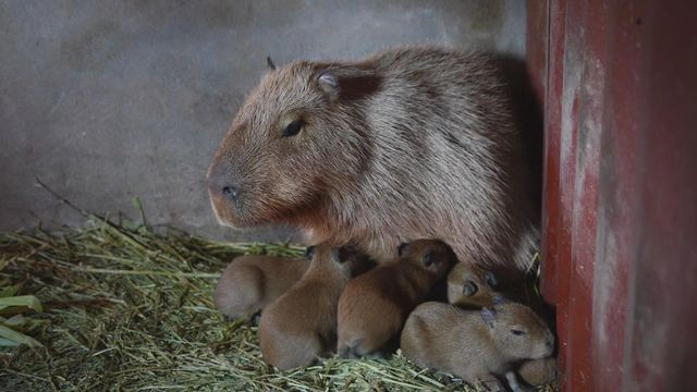 無綫新聞 TVB News