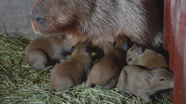 無綫新聞 TVB News