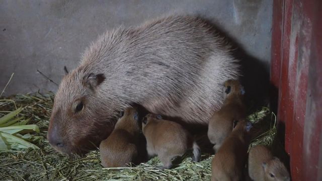 無綫新聞 TVB News