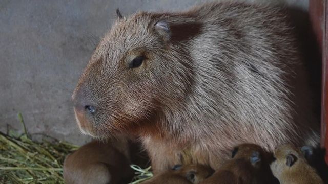 無綫新聞 TVB News