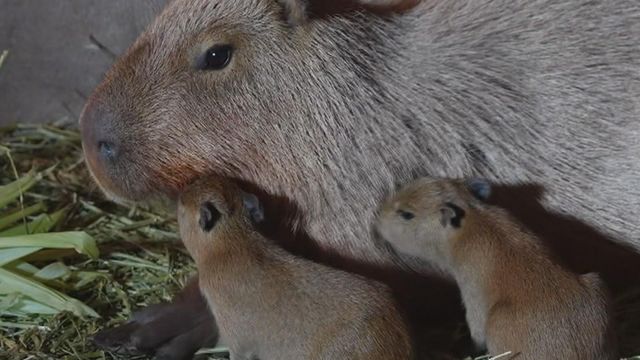 無綫新聞 TVB News