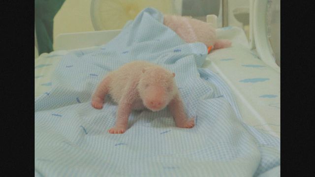 First giant panda born in Indonesia is named and is said to be doing well First giant panda born in Indonesia is named and is said to be doing well