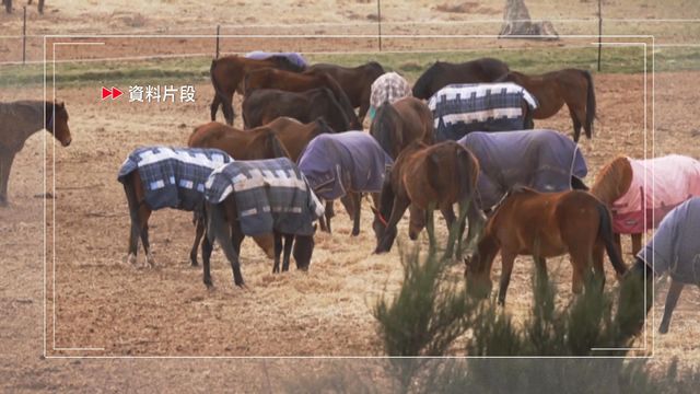 澳洲北領地首次發現亨德拉病毒　當局敦促馬主為馬匹接種疫苗