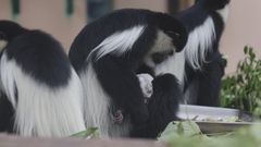 Cotton-topped marmoset twins were bred in Guangdong
