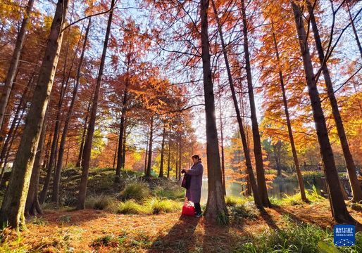 回望2025‧環球圖輯｜紅葉未盡　暖陽正好　浙江植物園現悠閒冬日一景