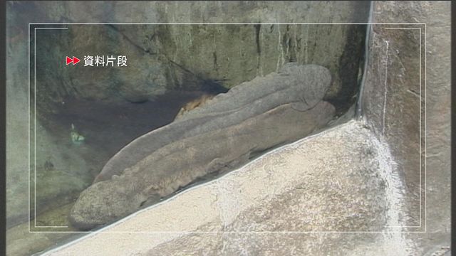 海洋公園17歲雌性娃娃魚病情惡化　園方安排安樂死