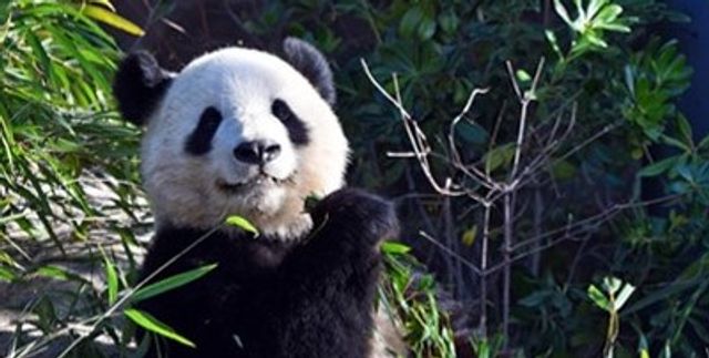 日本民眾提早送別兩隻大熊貓　東京上野動物園現人龍