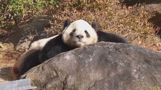 First time in 50 years: no pandas in Japan