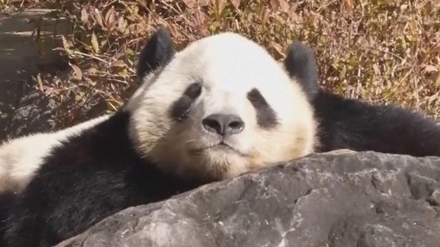 無綫新聞 TVB News 無綫新聞 TVB News