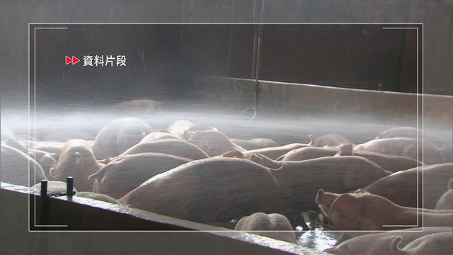 流浮山一持牌豬場樣本驗出非洲豬瘟　漁護署正安排銷毀場內豬隻