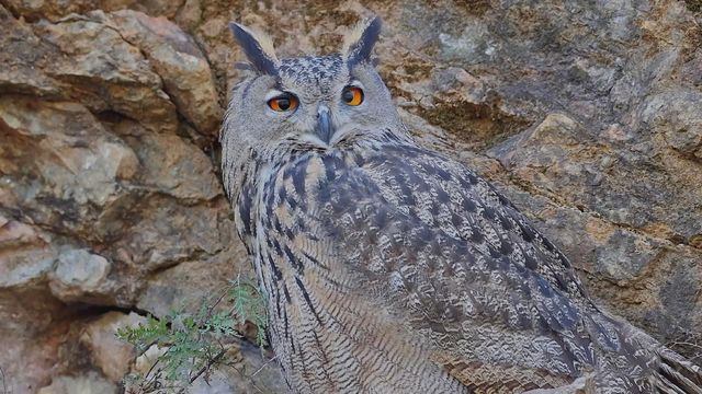 無綫新聞 TVB News