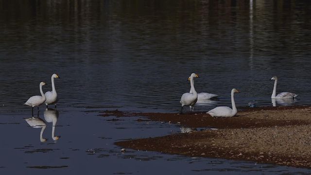 無綫新聞 TVB News