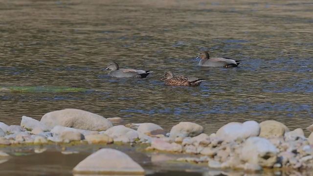 無綫新聞 TVB News