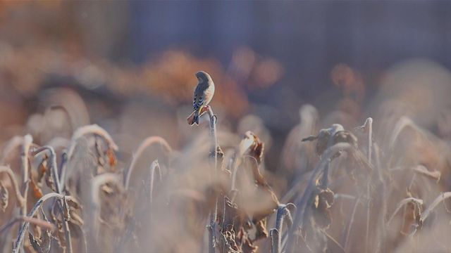 無綫新聞 TVB News