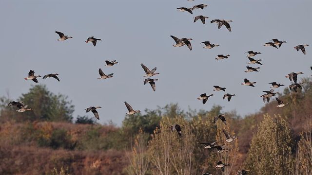 無綫新聞 TVB News