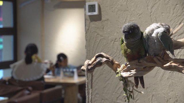 無綫新聞 TVB News