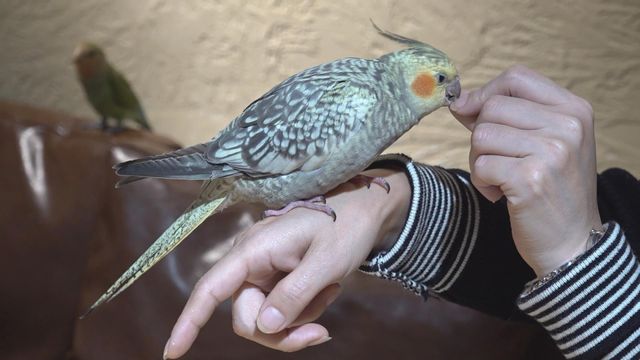 無綫新聞 TVB News