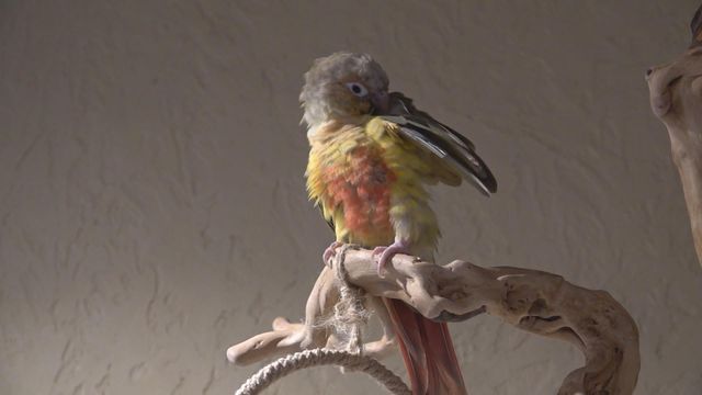 無綫新聞 TVB News