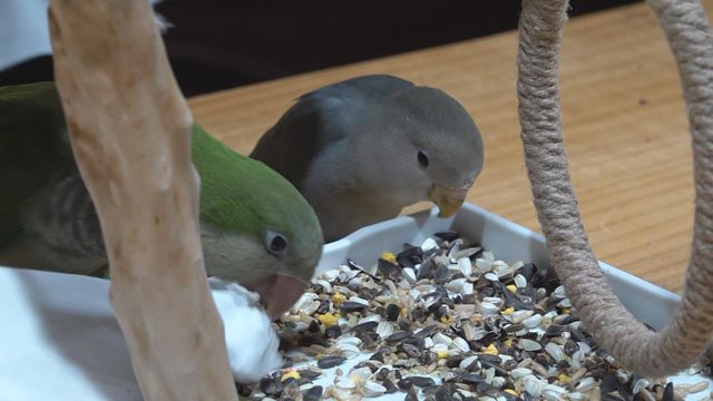 無綫新聞 TVB News