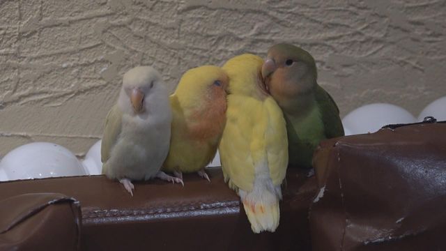 無綫新聞 TVB News