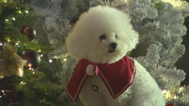 無綫新聞 TVB News