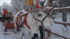Visitors can see reindeers at farm in Finland close to the Arctic Circle