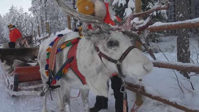 Visitors can see reindeers at farm in Finland close to the Arctic Circle