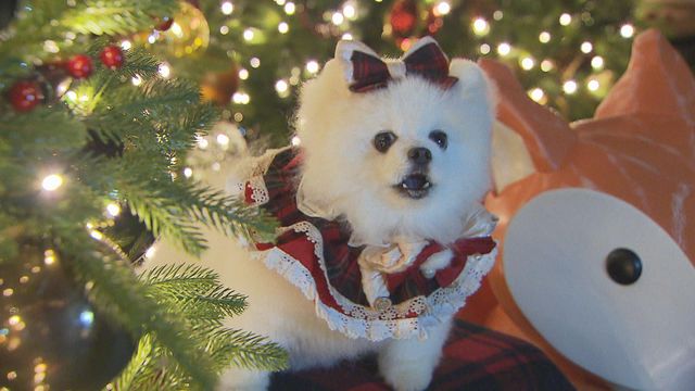 無綫新聞 TVB News