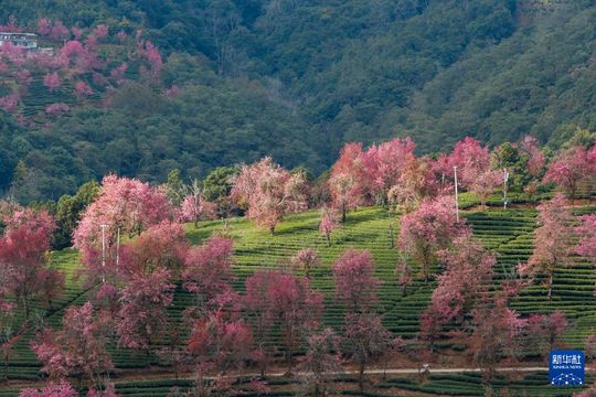 無綫新聞 TVB News