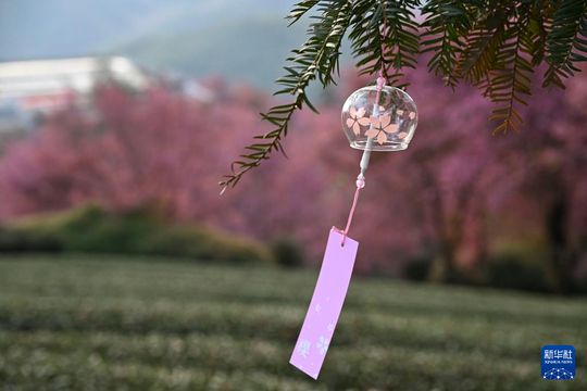 無綫新聞 TVB News