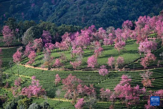 無綫新聞 TVB News