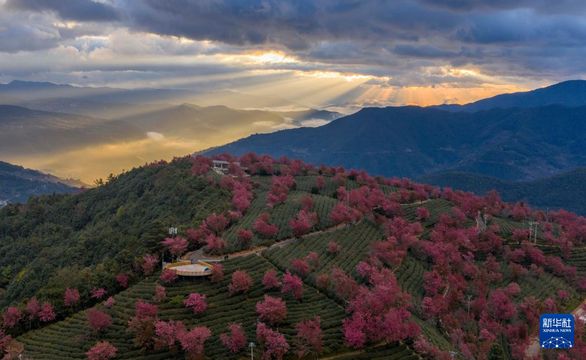 無綫新聞 TVB News