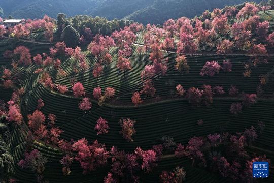 無綫新聞 TVB News