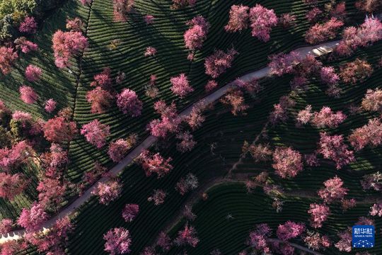 無綫新聞 TVB News