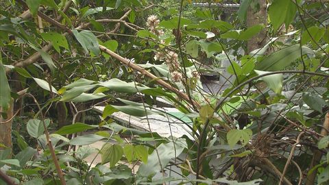 67歲女子大埔村屋外魚池遇溺　送院後不治