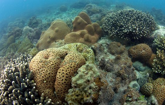 大鵬灣獲選為第四批全國「美麗海灣優秀案例」