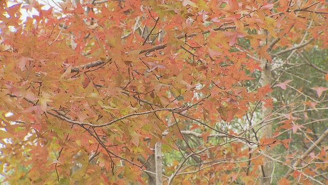 無綫新聞 TVB News