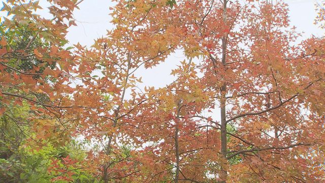 無綫新聞 TVB News