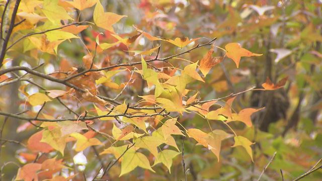 無綫新聞 TVB News