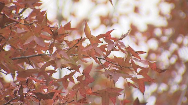 無綫新聞 TVB News