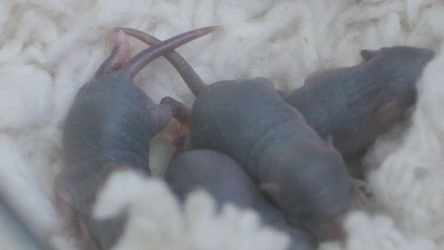 無綫新聞 TVB News