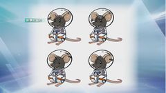 Shenzhou-21 mouse gives birth to nine pups, six survive